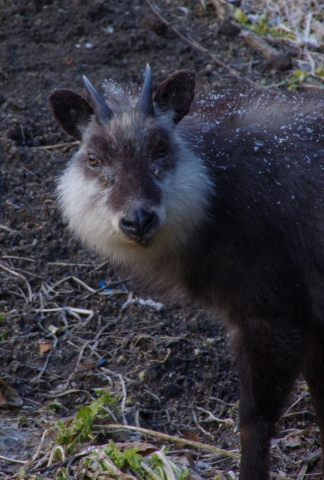 kamosika150131IMGP5760