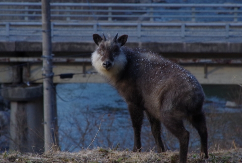 kamosika150131IMGP5763