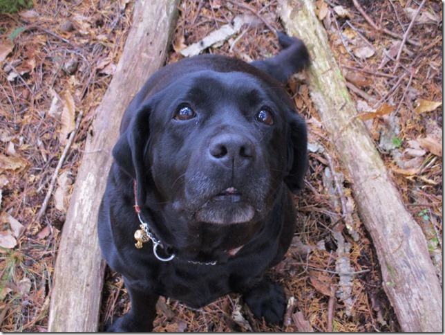 cid 97365B99693F44EE9524127CC8902A08NECLaVie