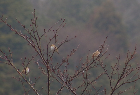 1502yachokashita-6575