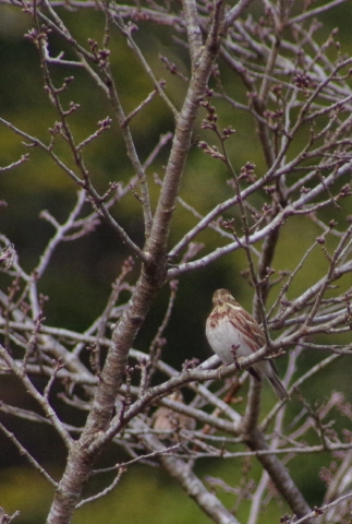 1502yachokasita-6464