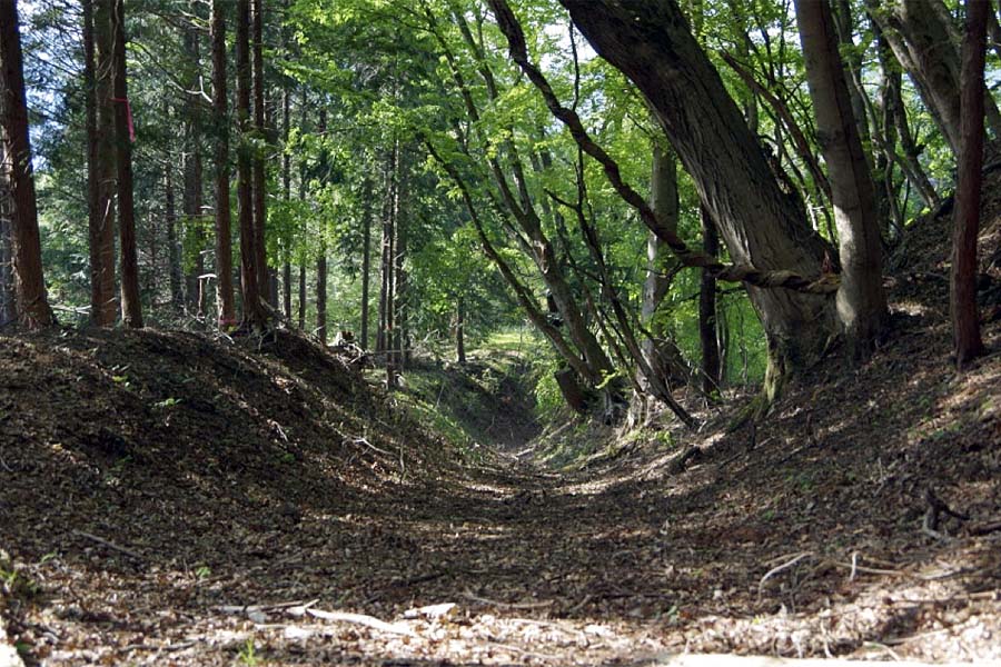 （押山古道）落ち葉の積もった柔らかな道