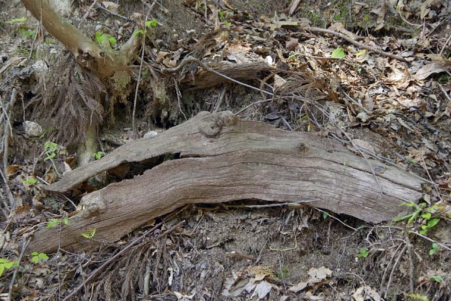 （押山古道）恐竜みたいな枯れ木が・・・