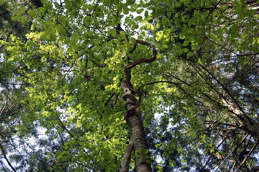 （押山古道）木漏れ日に輝く新緑